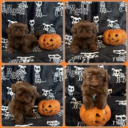 Mocha - Chocolate male Shih Tzu puppy in Yelm, Washington from Lala's All Star Shih Tzu
