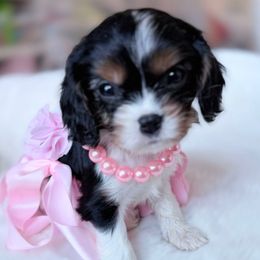 Priscilla 1st row 2nd picture - Tri-color female Cavalier King Charles Spaniel puppy in Richmond, Virginia from Irresistible Dachshunds & Cavaliers
