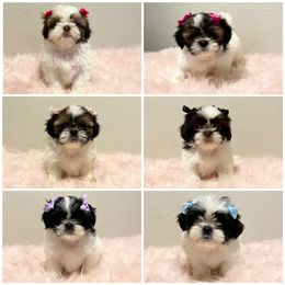Shih Tzu Puppies from NC Stellar Puppies