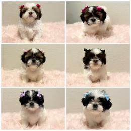 Shih Tzu Puppies from NC Stellar Puppies