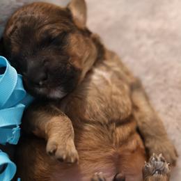 Cruz - Chocolate male Goldendoodle puppy in Forney, Texas from Diamond Doodle Pups and Poodles