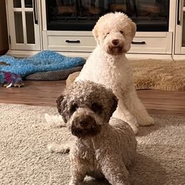 Lagotto Romagnolo and Portuguese Water Dog Puppies from Shooting Star Water Dogs