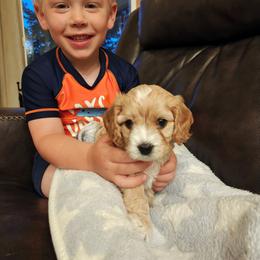 Tucker - Apricot male Cavapoo puppy in Washougal, Washington from Timothy's Cavapoos