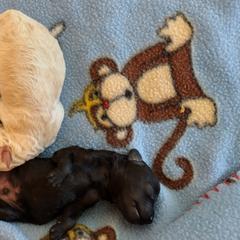 Poodle Puppies from Silver Stars Toy Poodles