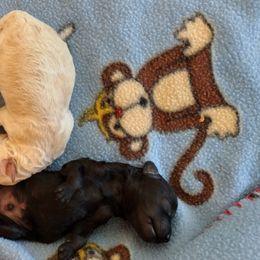 Poodle Puppies from Silver Stars Toy Poodles