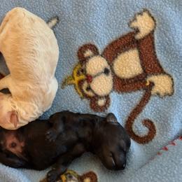 Poodle Puppies from Silver Stars Toy Poodles