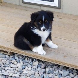 Miniature American Shepherd Puppies from Brunskills Mini Americans
