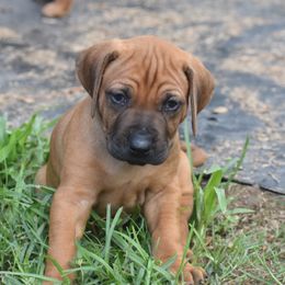 Ridgeless big boy- 5 weeks - Rd whtn blk nose Rhodesian Ridgeback puppy in Broussard, Louisiana from Karamojo Ridgebacks, Quality over Quantity