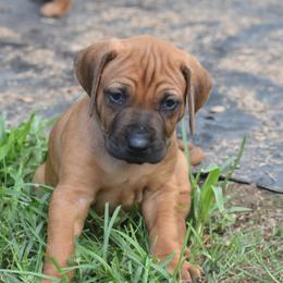Ridgeless big boy- 5 weeks - Rd whtn blk nose Rhodesian Ridgeback puppy in Broussard, Louisiana from Karamojo Ridgebacks, Quality over Quantity