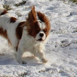 Cavalier King Charles Spaniels from The Gentle Cavalier