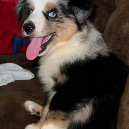 Wrangler - Miniature Australian Shepherd