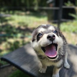 Pomsky Puppies from VooDoux Farms