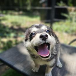 Pomsky Puppies from VooDoux Farms