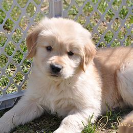 Golden Retriever Puppies from SunKissed Golden Retrievers