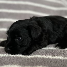 Green collar - Black female Miniature Schnauzer puppy in Cypress, Texas from Rubybonnet Miniature Schnauzers