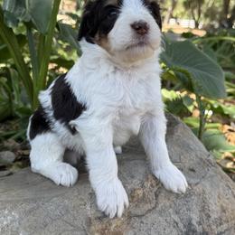 Truffle - Brown and white male Bernedoodle puppy in Temecula, California from Country Hills Doodles