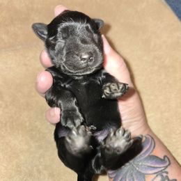 Pup 3 - Black male Miniature Schnauzer puppy in Hickory, North Carolina from Selene's Schnauzers