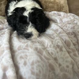 Sheepadoodle Puppies from Lilly’s Bobtails