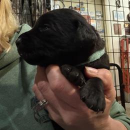 Light Blue - Black male Labrador Retriever puppy in Kimbolton, Ohio from Blue Clay Kennels, LLC.