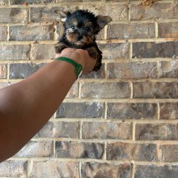 Girl 2 - Black and tan female Yorkshire Terrier puppy in Mobile, Alabama from Ace of Spades Yorkies