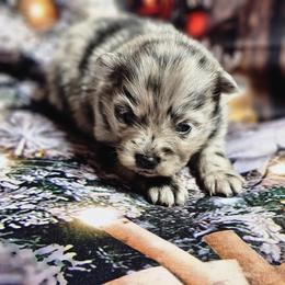 Pomeranian and Yorkshire Terrier Puppies from Pam Ackley