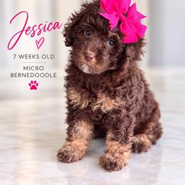 Jessica - Brown female Bernedoodle puppy in Miami, Florida from Jade’s Paws & Co. Of Miami LLC