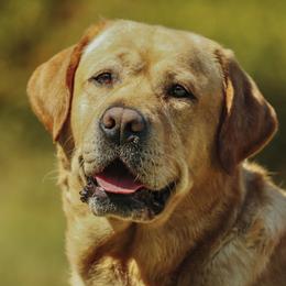 Cedar - Labrador Retriever