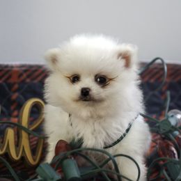 Pomeranian Puppies from Doc’s Little Poms