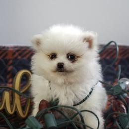 Pomeranian Puppies from Doc’s Little Poms