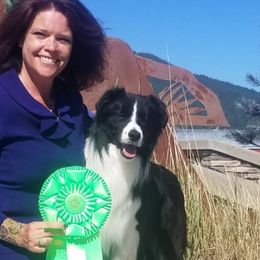 Border Collies from MVR Border Collies