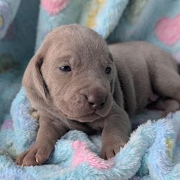 Silver girl 2 - Silver gray female Weimaraner puppy in Rancho Cucamonga, California from Freehart's Weimaraners