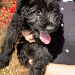 Beau - Black and white male Aussiedoodle puppy in Stokesdale, North Carolina from His and Hers Poodles and Doodles