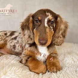 Toby - Dapple male Dachshund puppy in South Fulton, Tennessee from Stiles' Heartfyre Dachshunds