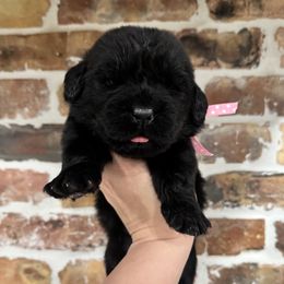 Pink collar - Black female Newfoundland puppy in Nevis, Minnesota from Faithful Acres Newfs