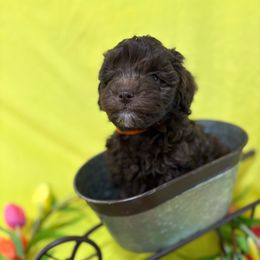 JP orange - Brown male Schnoodle puppy in Benson, North Carolina from A Bundle of Love