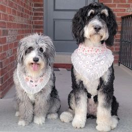 Aussiedoodles, Bernedoodles, and Double Doodles from Saltwater Doodles