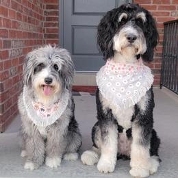 Aussiedoodles, Bernedoodles, and Double Doodles from Saltwater Doodles