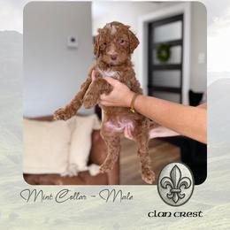 Clan Crest - Apricot male Goldendoodle puppy in Garland, Texas from Twilight Doodles