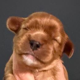 Ruby girl - Ruby female Cavalier King Charles Spaniel puppy in Queen Creek, Arizona from Andresen's Cavaliers