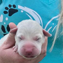 Black Collar - Yellow male Labrador Retriever puppy in Nampa, Idaho from Gem State English Labrador Retrievers