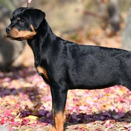 Rottweilers from Black Onyx Rottweilers