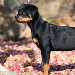 Rottweilers from Black Onyx Rottweilers