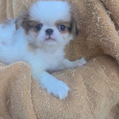 Conrad - Sable and white male Japanese Chin puppy in Slen, Oregon from Itty Bittys