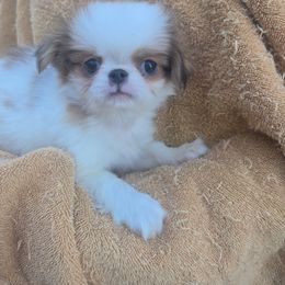 Conrad - Sable and white male Japanese Chin puppy in Slen, Oregon from Itty Bittys
