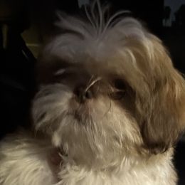 Champagne - Shih Tzu puppy in California from Precious Shih Tzus