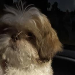 Champagne - Shih Tzu puppy in California from Precious Shih Tzus