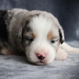 Gio - Blue merle male Miniature Australian Shepherd puppy in Menomonee Falls, Wisconsin from Hunt N Oaks