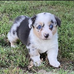 Sammy - Blue male Pembroke Welsh Corgi puppy in Axtell, Nebraska from Lost Creek Corgis