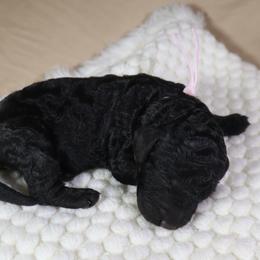 Aria (Pink Collar) - Black female Goldendoodle puppy in Palmetto Bay, Florida from SOMIDOODLES