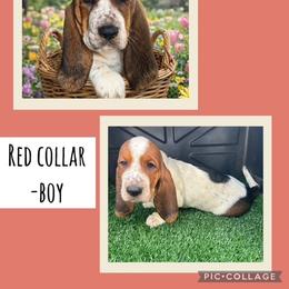 Basset Hound Puppies from Jen's Bassets